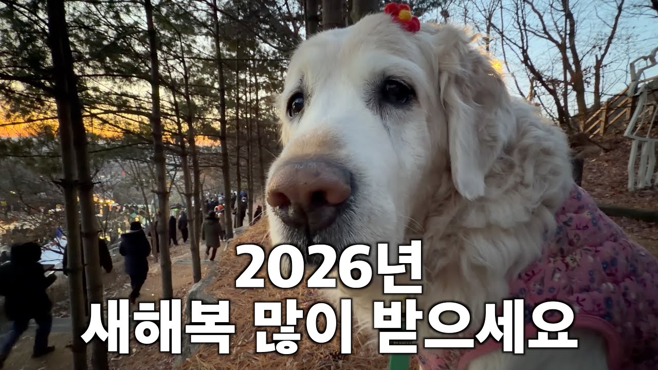 11살 리트리버와 함께한 2026년 첫 해돋이 (우리가 걷는 속도)