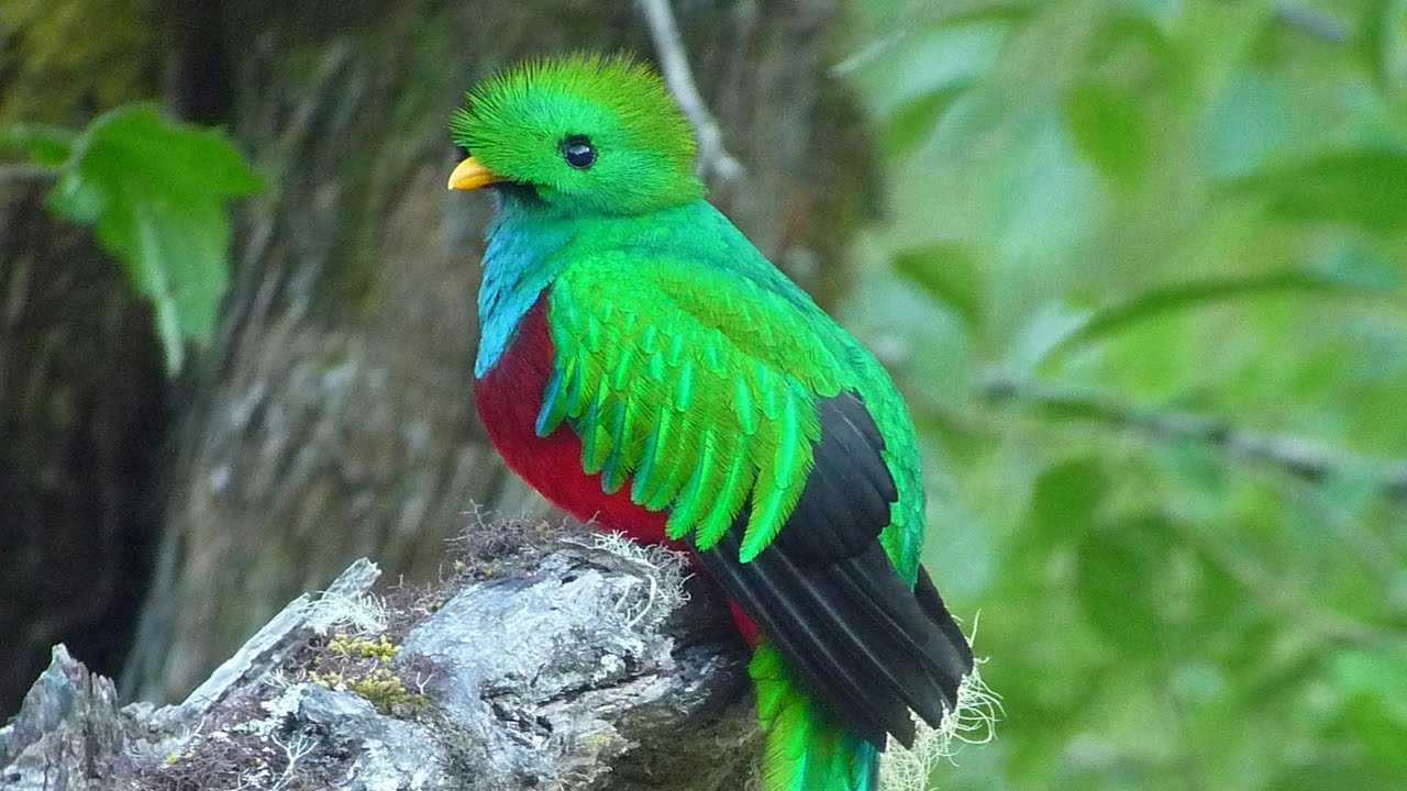 Resplendent Quetzal (Pharomachrus mocinno)