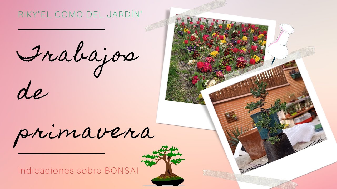 Trabajos de primavera en Bonsai y consejos varios