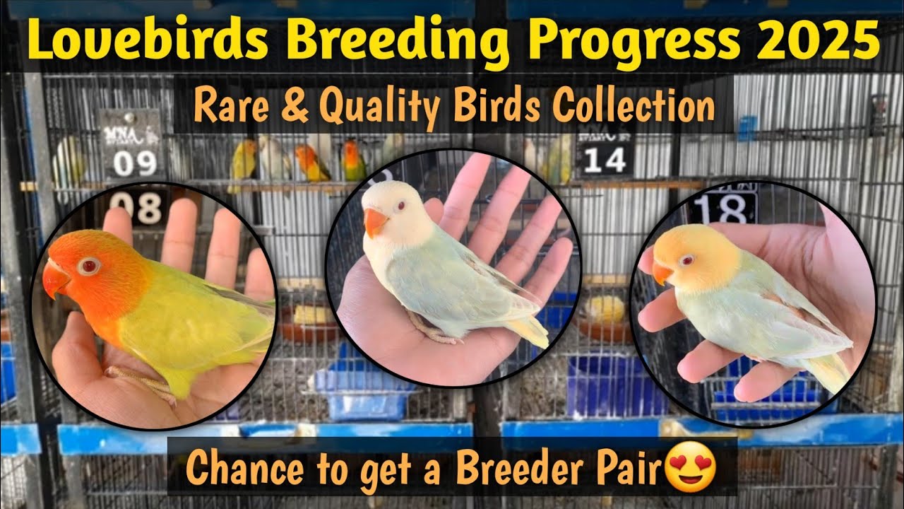 My Lovebirds Breeding Progress 2025 | MNA Aviary Official
