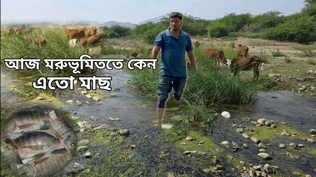 সৌদি আরবের মরুভূমিতে প্রচুর পানি কিন্তু কেন | The deserts of Saudi Arabia are full of fish today |