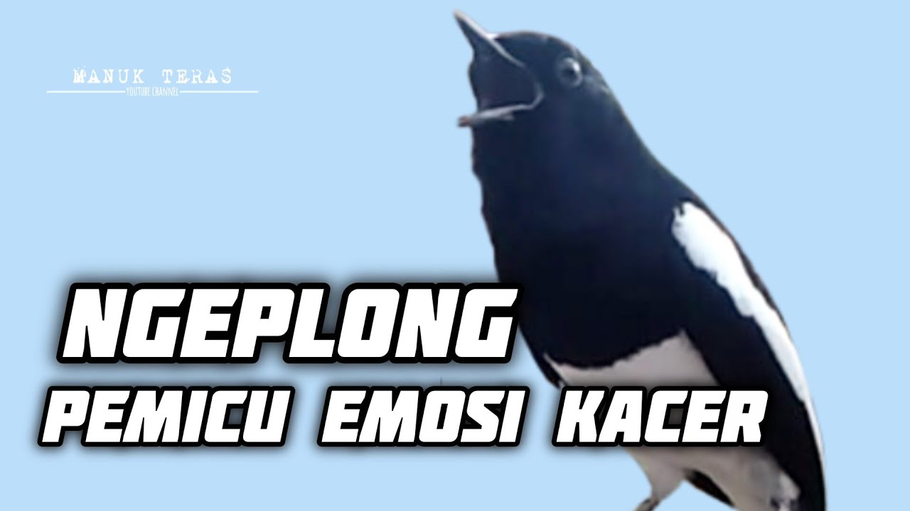 Pancingan Kacer Agar Emosi Langsung Buka Ekor 