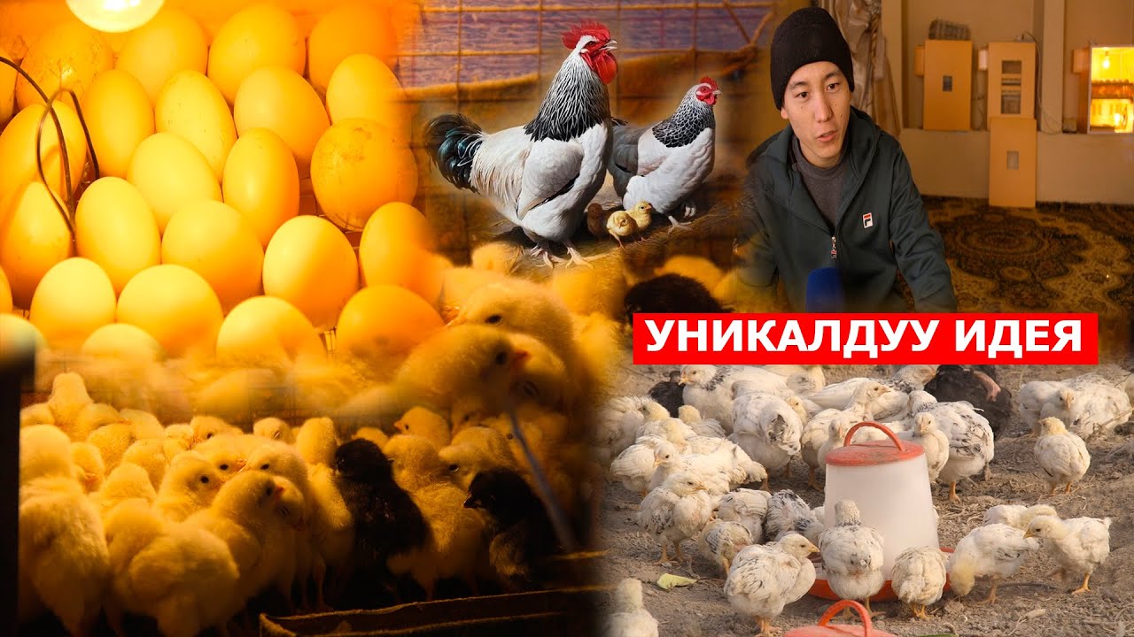 ӨЛКӨДӨ АЛГАЧКЫ ЖОЛУ ИНКУБАТОР ЖАСАГАН ҮСӨН//КОЛДО ЖӨЖӨ КАНТИП ЧЫГАРСА БОЛОТ?