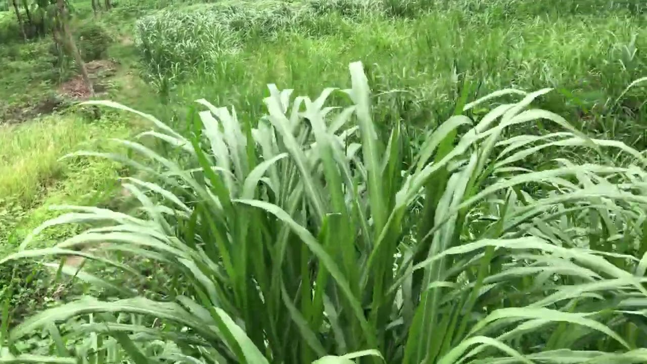 জরুরী প্রয়োজনে কম দামে রাস্তার সাথে উচূ ১২.৫০ শতাংশ জমি বিক্রয় জয়নগর সিংগাইর ফোনঃ ০১৩২৮৩৬৬৭১৬ 