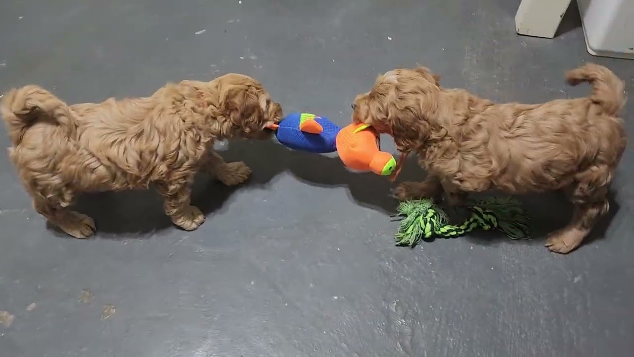 AVAILABLE-Trey & Truman-8 weeks old