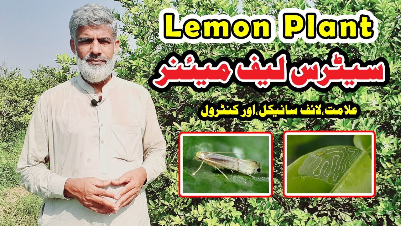 Lemon Citrus Leaf Miner control and life cycle || citrus leaf curl treatment