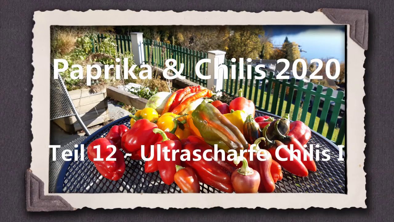 Paprika & Chili 2020 Teil 12 - Ultrascharfe Chilis I