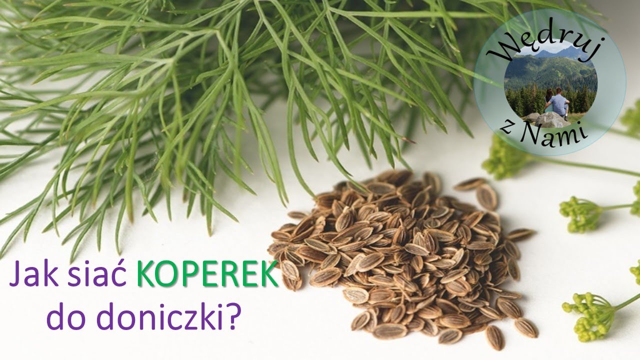 Jak siać koperek do doniczki? ZIOŁA uprawa. KOPEREK, NATKA.