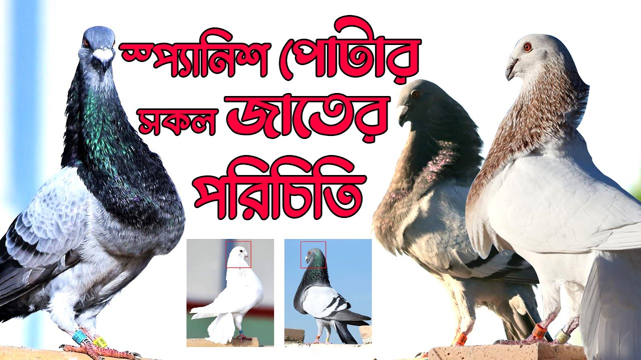 স্প্যানিশ পোটার কবুতরের সকল জাতের পরিচিতি | Introduction to all breeds of Spanish Pouter pigeons