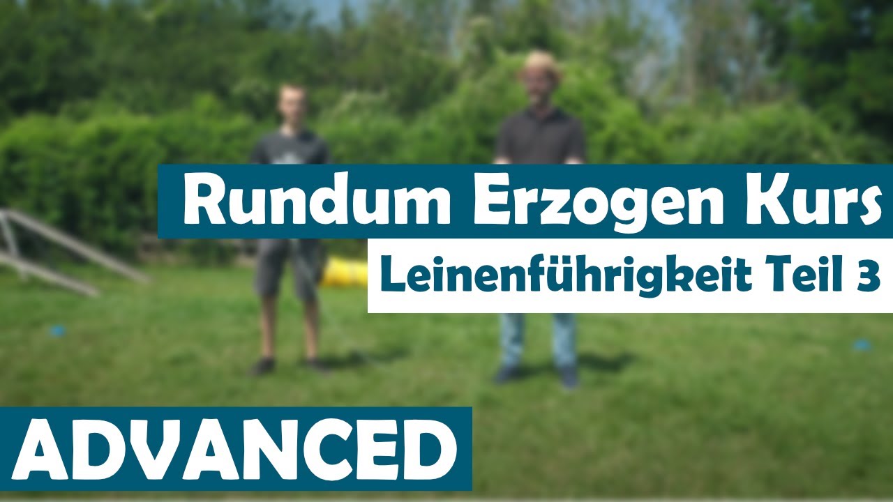 Leinenführigkeit Teil 3 | Rundum Erzogen Kurs Advanced | Hundeschule SimSammlerBim