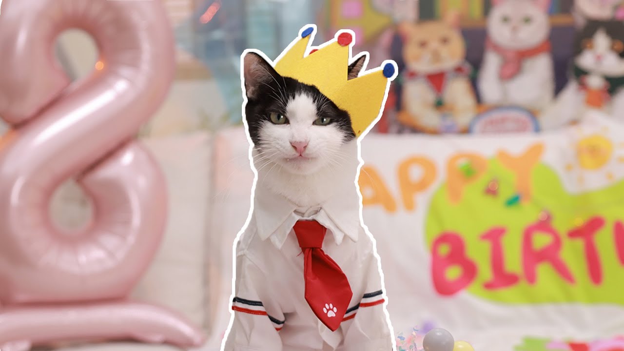 不愧是千万网红猫，生日排场好大！｜花花与三猫 Cat Live