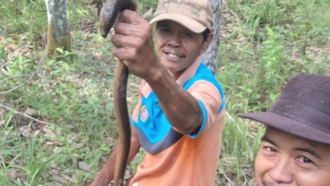 MANCING BELUT DI SPOT RAWA SETELAH BANJIR SURUT || MANCING BELUT 