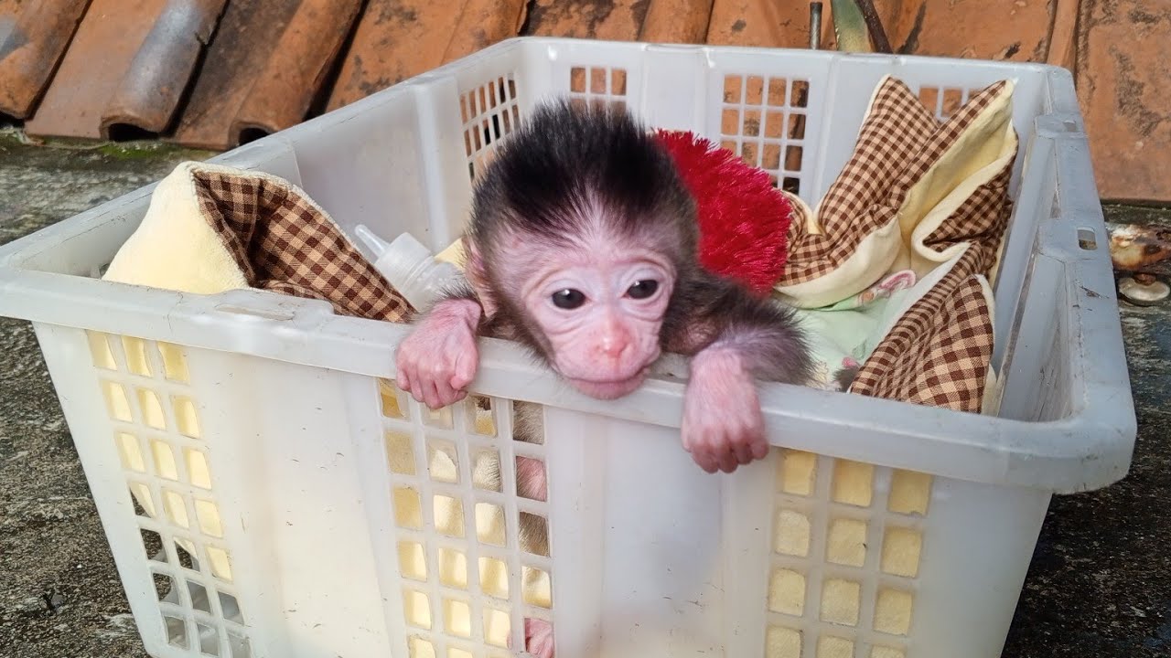 Look Niki very Cute.Morning sunbathing routine to stay healthy. Newborn red monkey woman Niki
