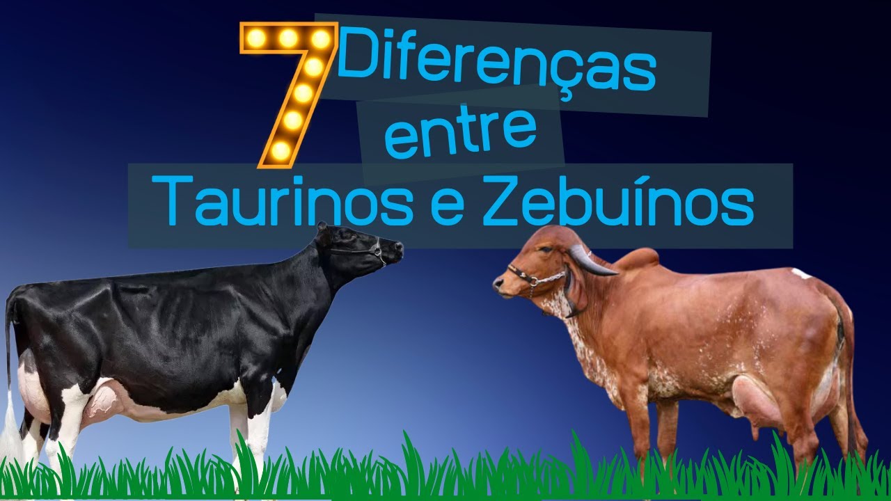 Diferen&ccedil;as entre BOS TAURUS e BOS INDICUS: 7 caracter&iacute;sticas que diferenciam taurinos de zebu&iacute;nos