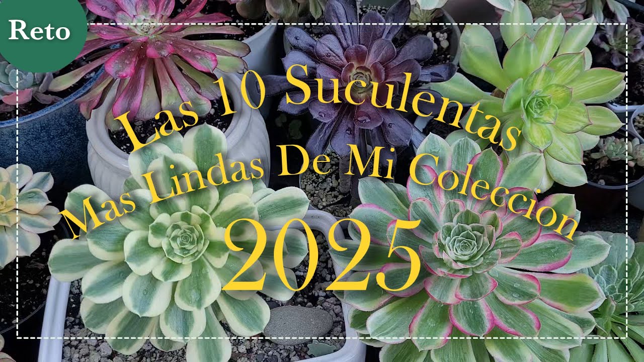 RETO- Las 10 Suculentas Mas Lindas De Mi Colección 2025