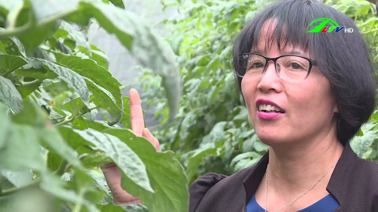 Giải pháp chấm dứt bệnh sương mai trên cây cà chua | Lâm Đồng