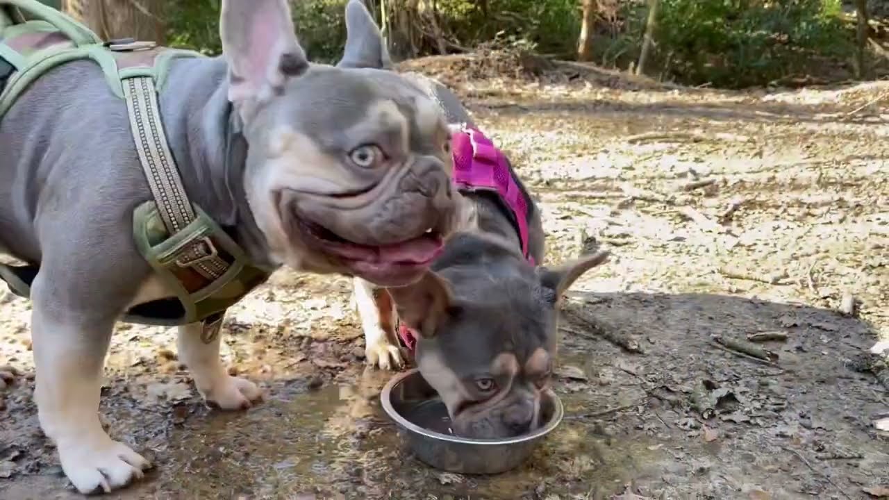 Taking your puppy for a walk￼