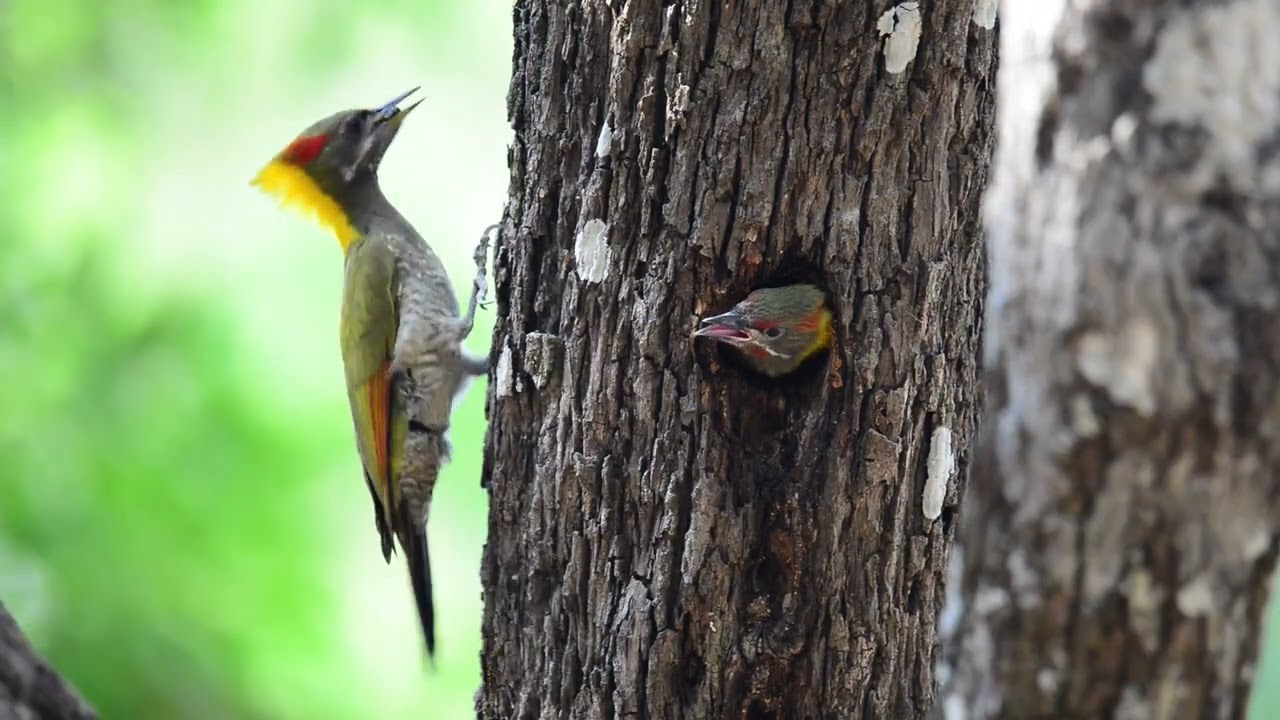 Birds Singing - Bird Sounds Relaxation, Soothing Nature Sounds, Birds Chirping