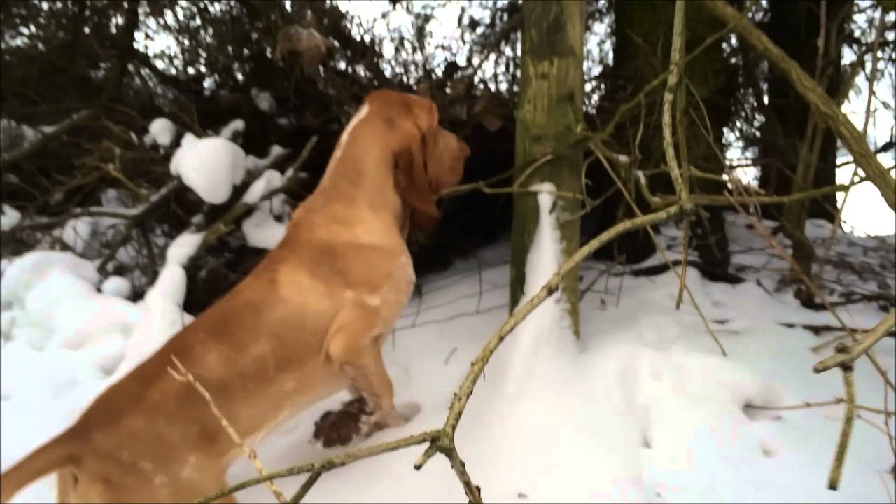 Bracco Italiano Kennel BiancoRosso and two pheasants