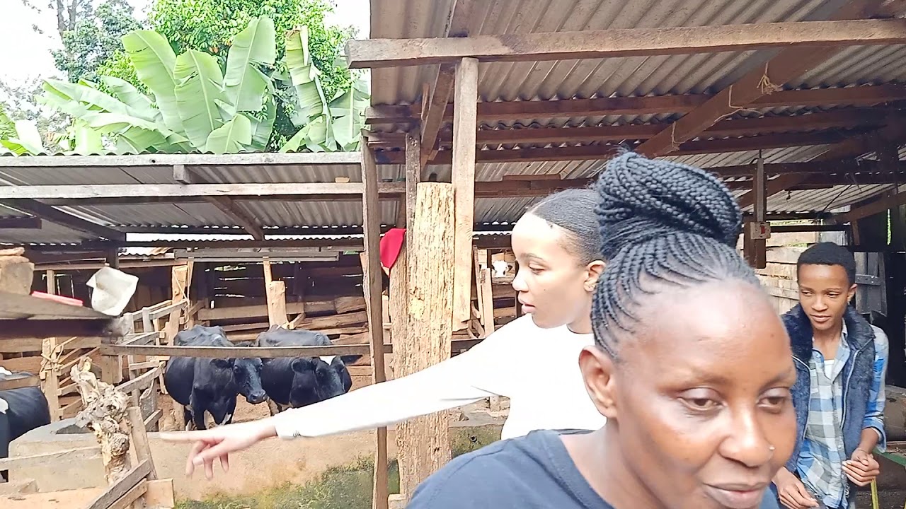 Dairy Farming in Kenya
