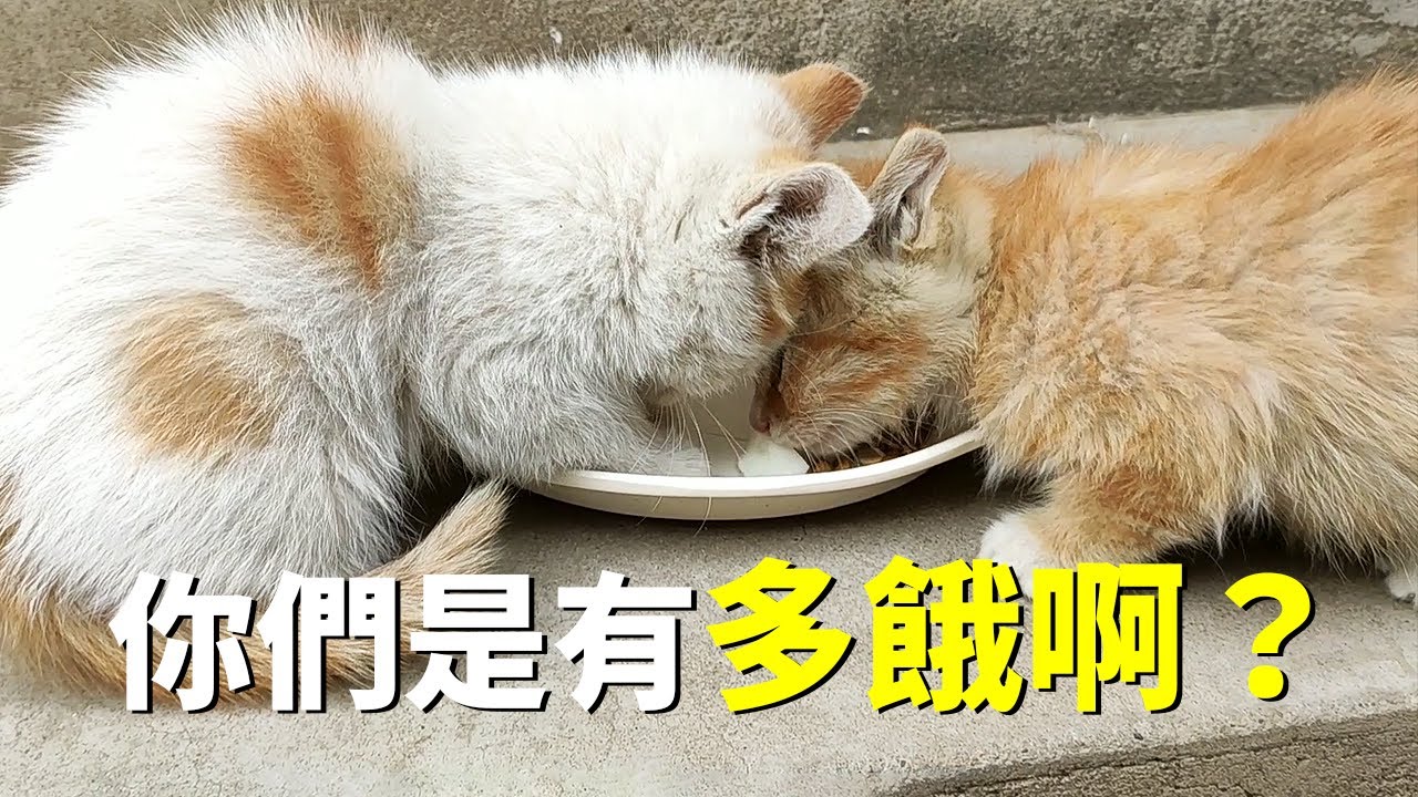 流浪貓生下一窩小貓，僅兩隻存活，瘦得皮包骨，好心人把它們帶回家。
