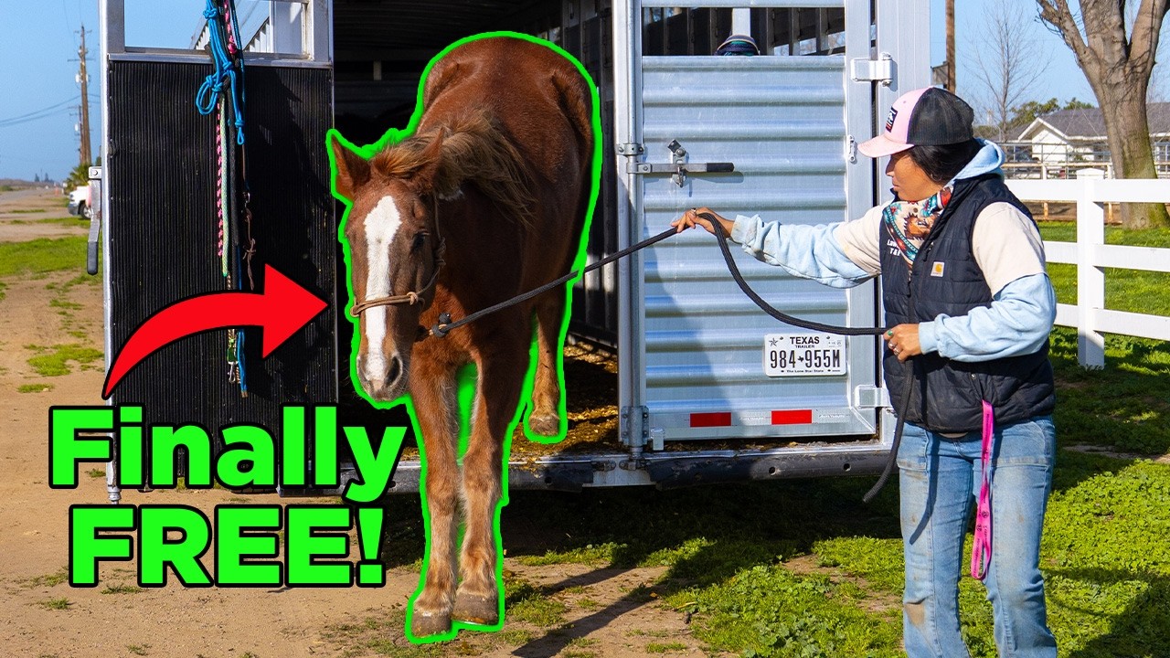 How We Helped This Horse Run Rway | EP. 92