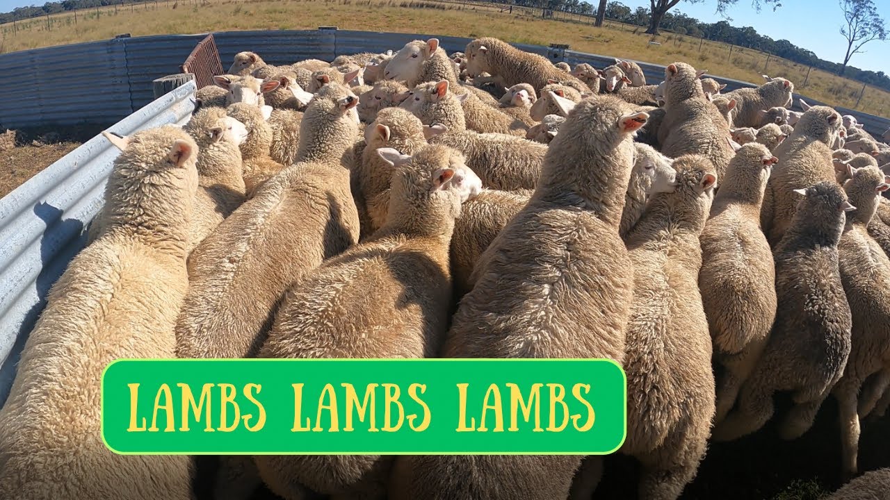 ОТКОРМ ЯГНЯТ | Австралийское овцеводство