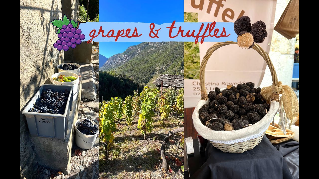 Long awaited: living life in the countryside - grape picking & truffle market!