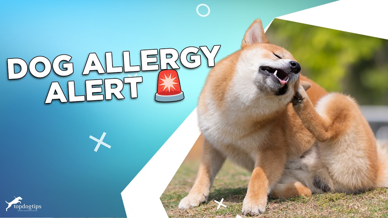 Is Your Dog Allergic to Their Food? Here’s How to Tell