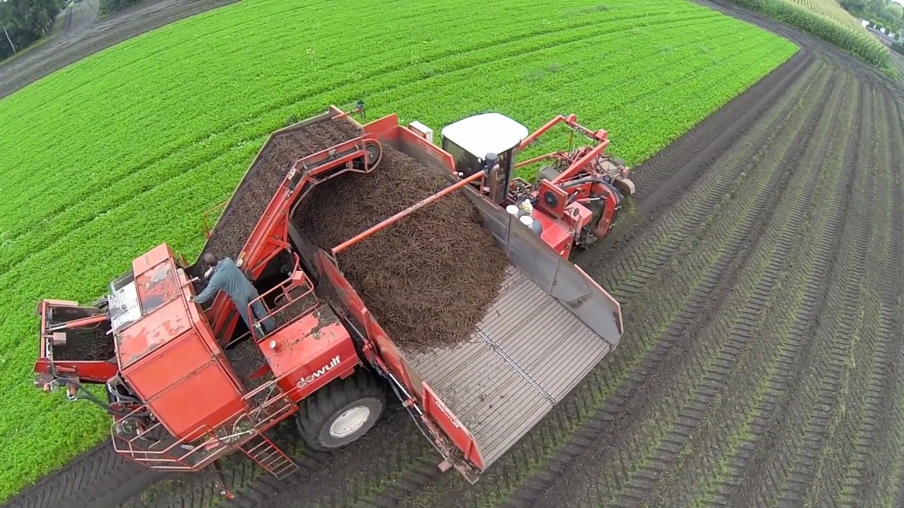 wortels rooien/ carrots harvesting