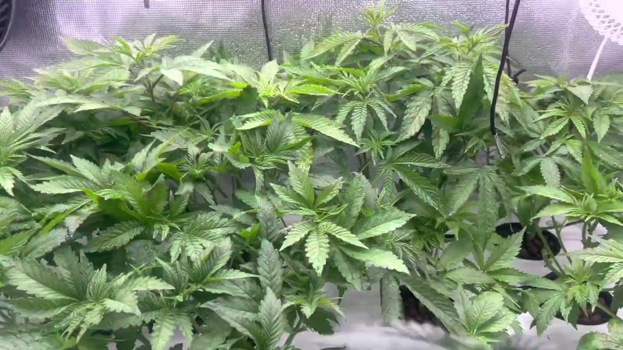 Comparison Week 5 Veg Kind Led X80 Vs Luxx Clone lights