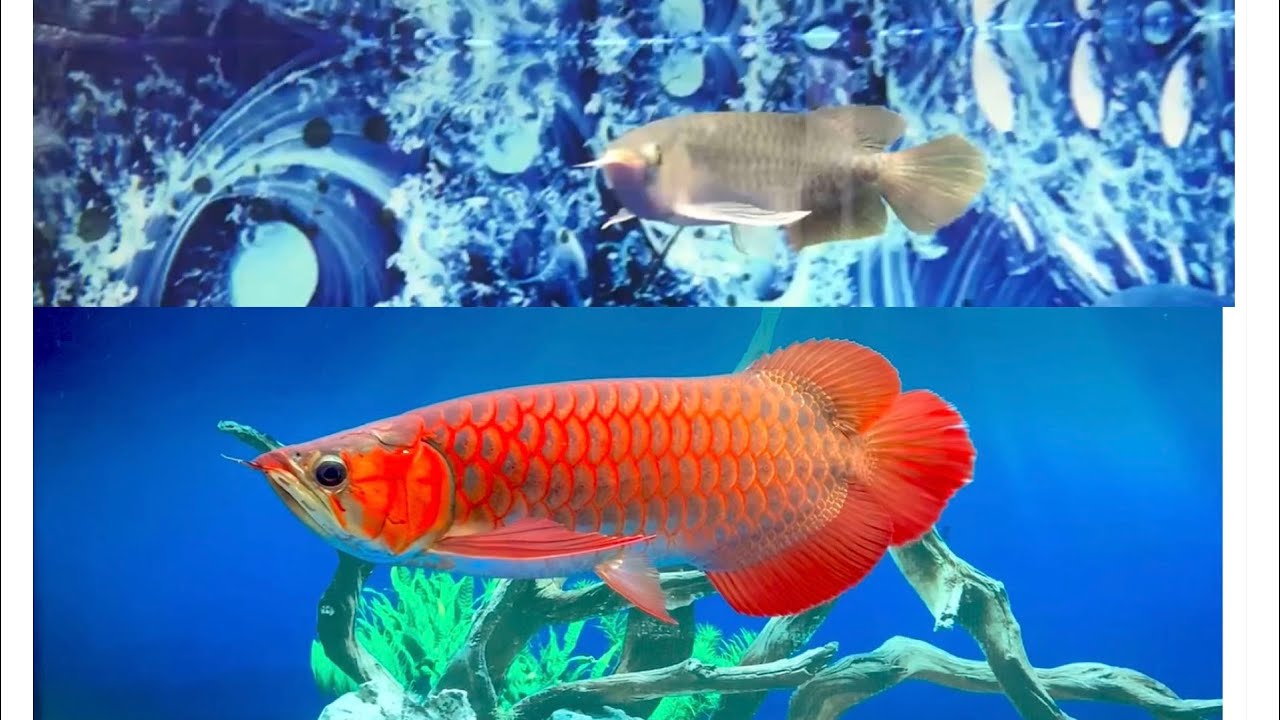 Con huyết đầu tay - mối tình đầu luôn có nhiều cảm xúc