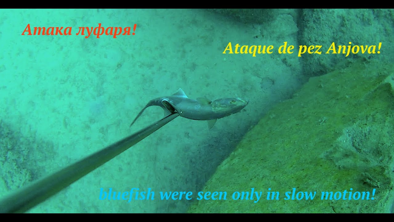 Ataque de pez Anjova- bluefish were seen only in slow motion- Атака луфаря!
