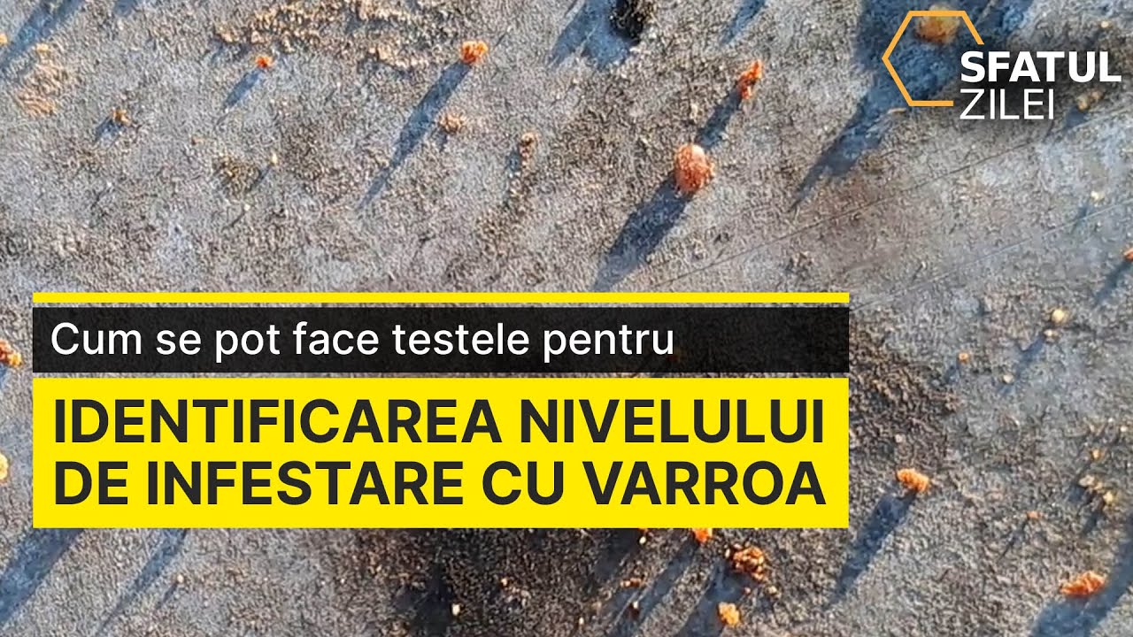 Cum se pot face testele pentru identificarea nivelului de infestare cu Varroa