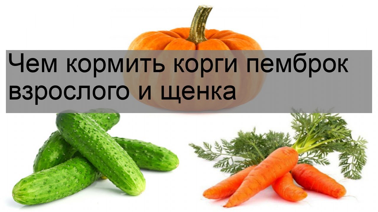 Чем кормить корги пемброк взрослого и щенка