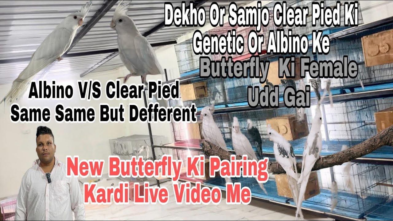 Cockatiel Ki Pairing  Live /Difference Between Albino & Clear Pied /Female Ud Gai Pairing Karte Time