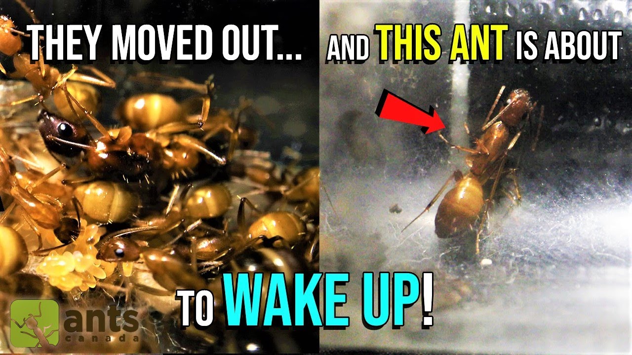 Sleeping Ant Wakes Up To Discover It Was Left Behind by Its Colony
