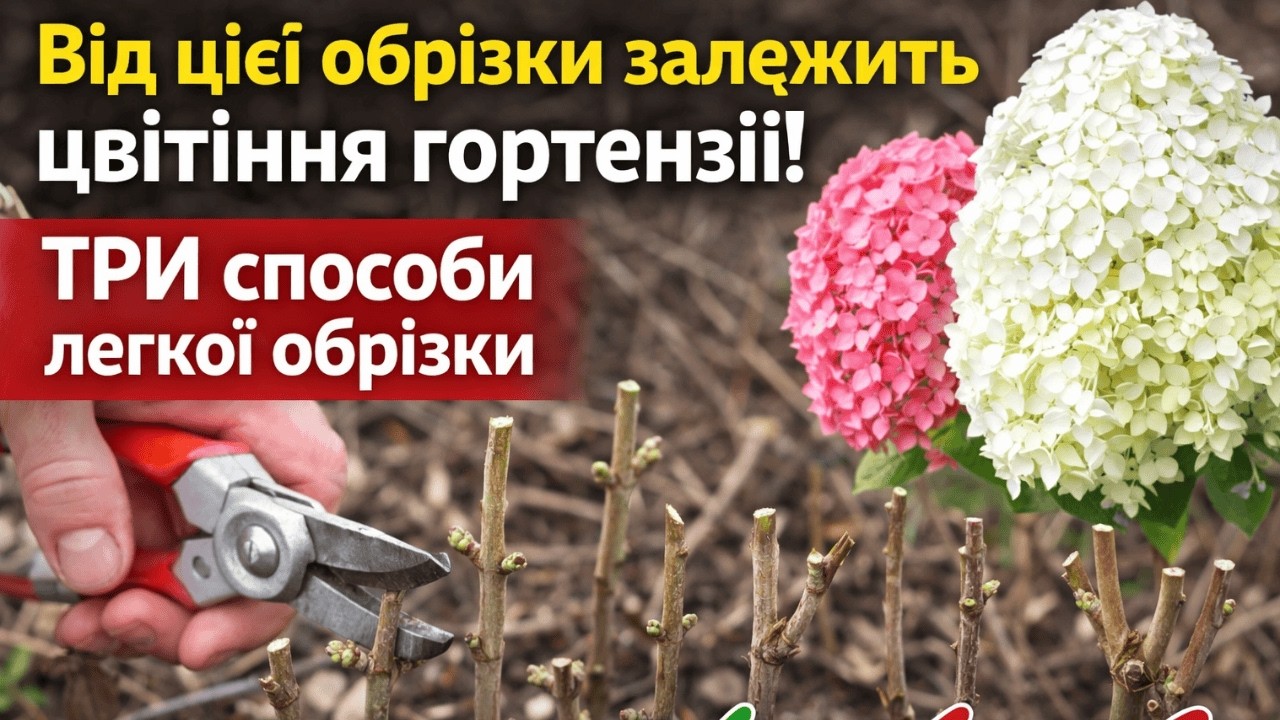 Від цієї обрізки залежить цвітіння гортензії- ТРИ способи легкої обрізки.