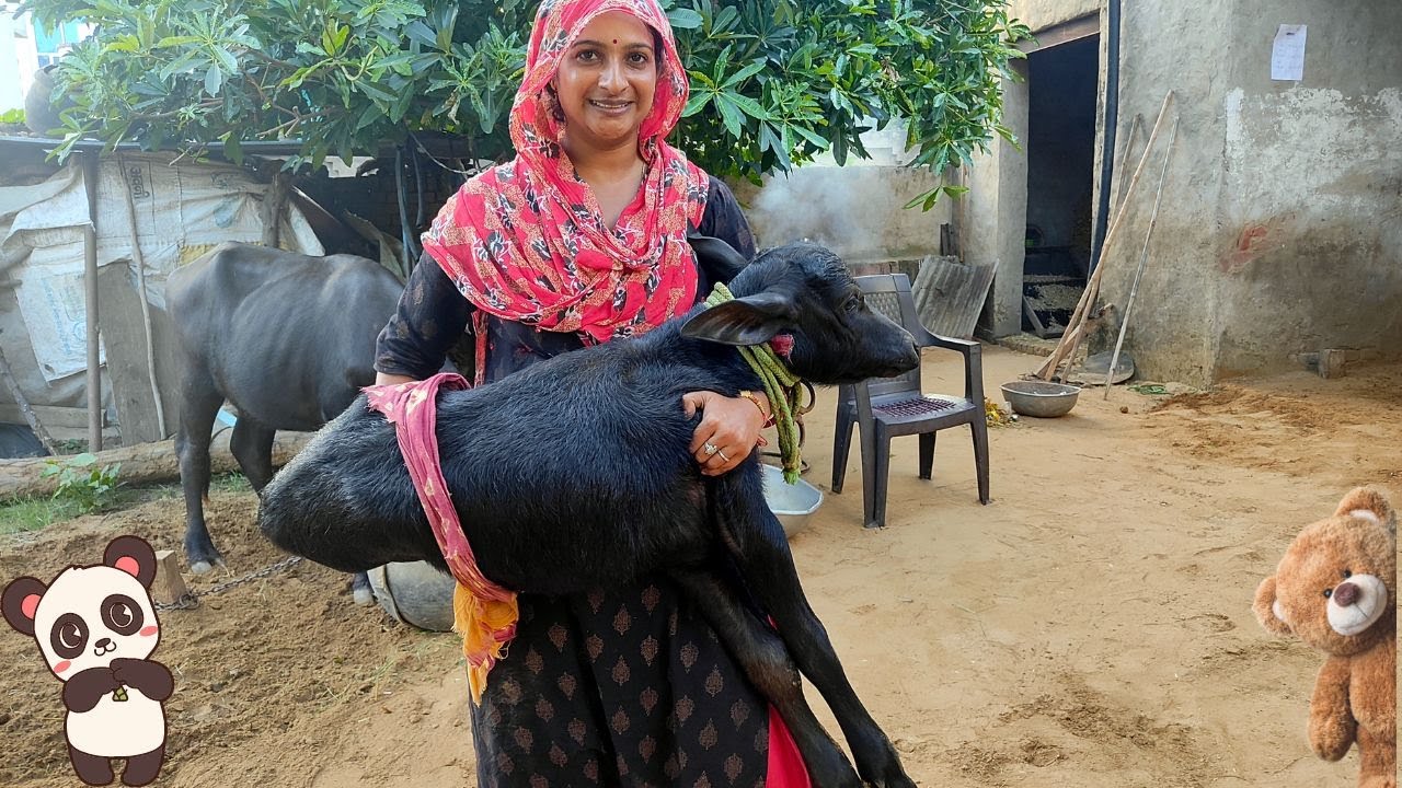 New Born Cute Buffalo Calf | Baby Buffalo Calf playing  | Traditional Lifestyle