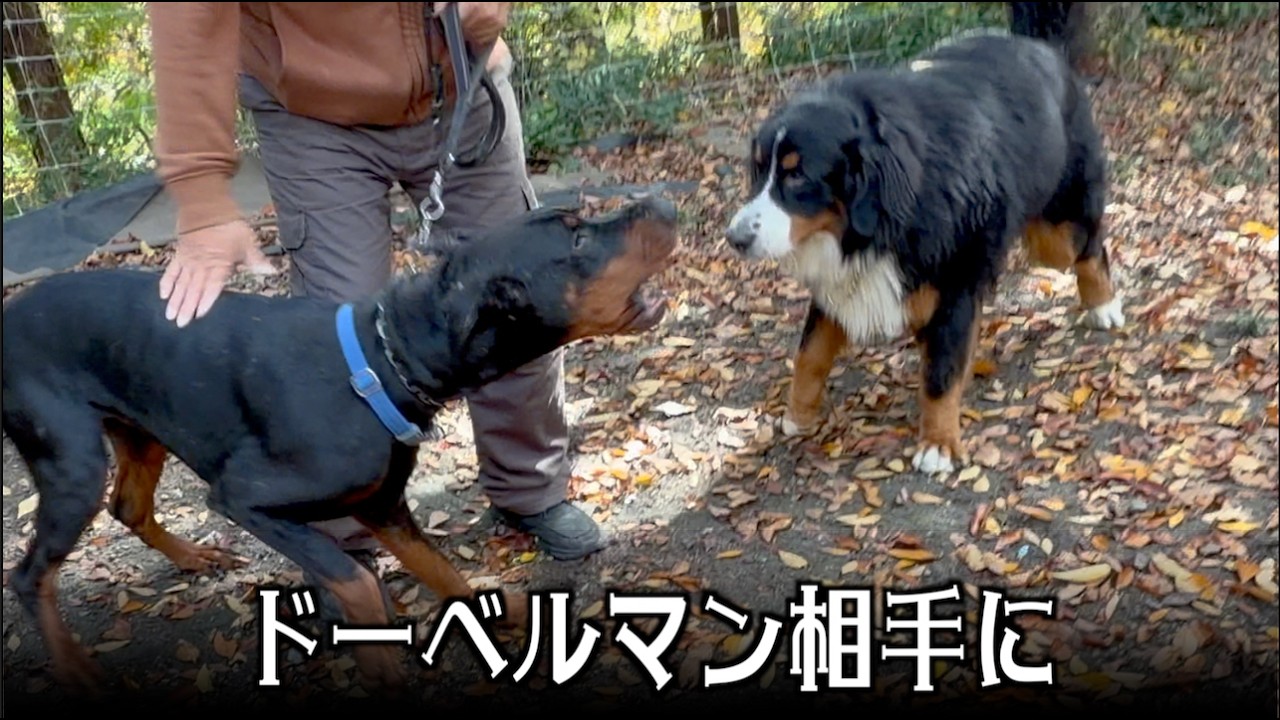 犬の社会化に協力してきました！