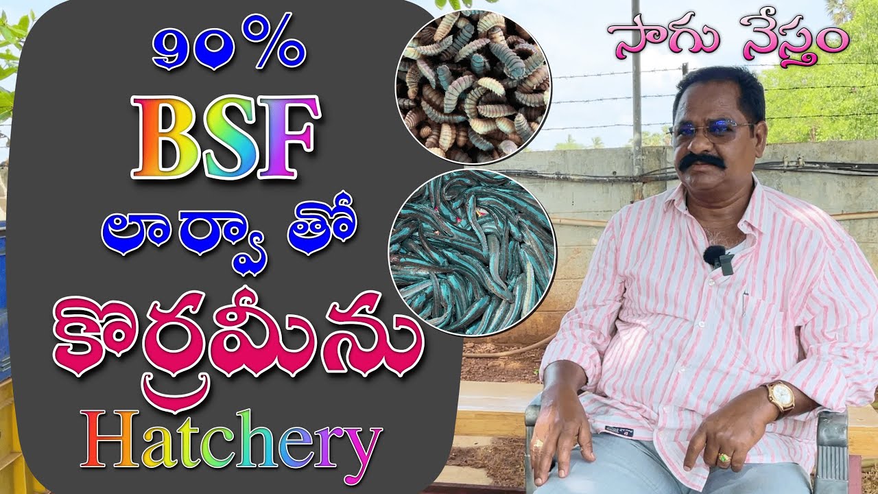 కొరమేను సాగులో దాణా ఖర్చును 90% తగ్గించే BSF పురుగులు | Fish Culture with BSF Larvae | BSF Fish |