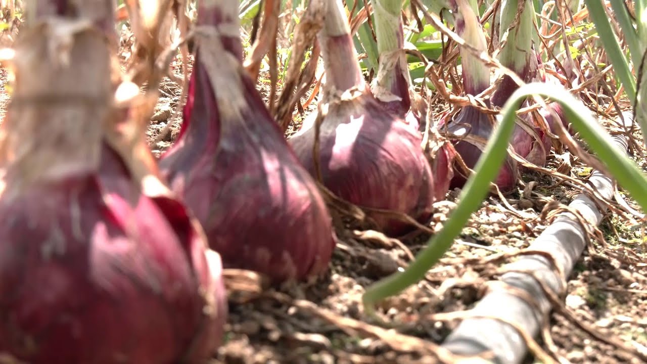 Hechos del Agro - Cosecha de cebolla en Villavar