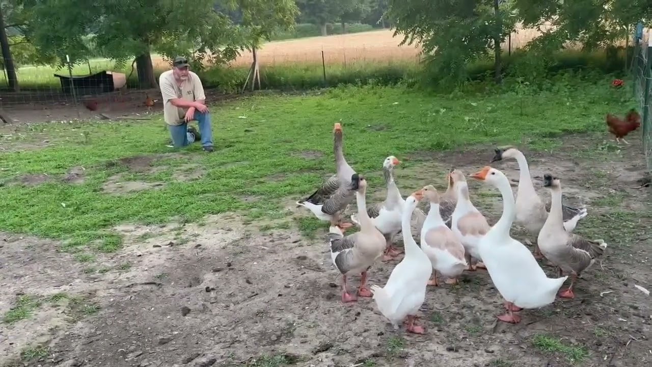 Moving day for some geese