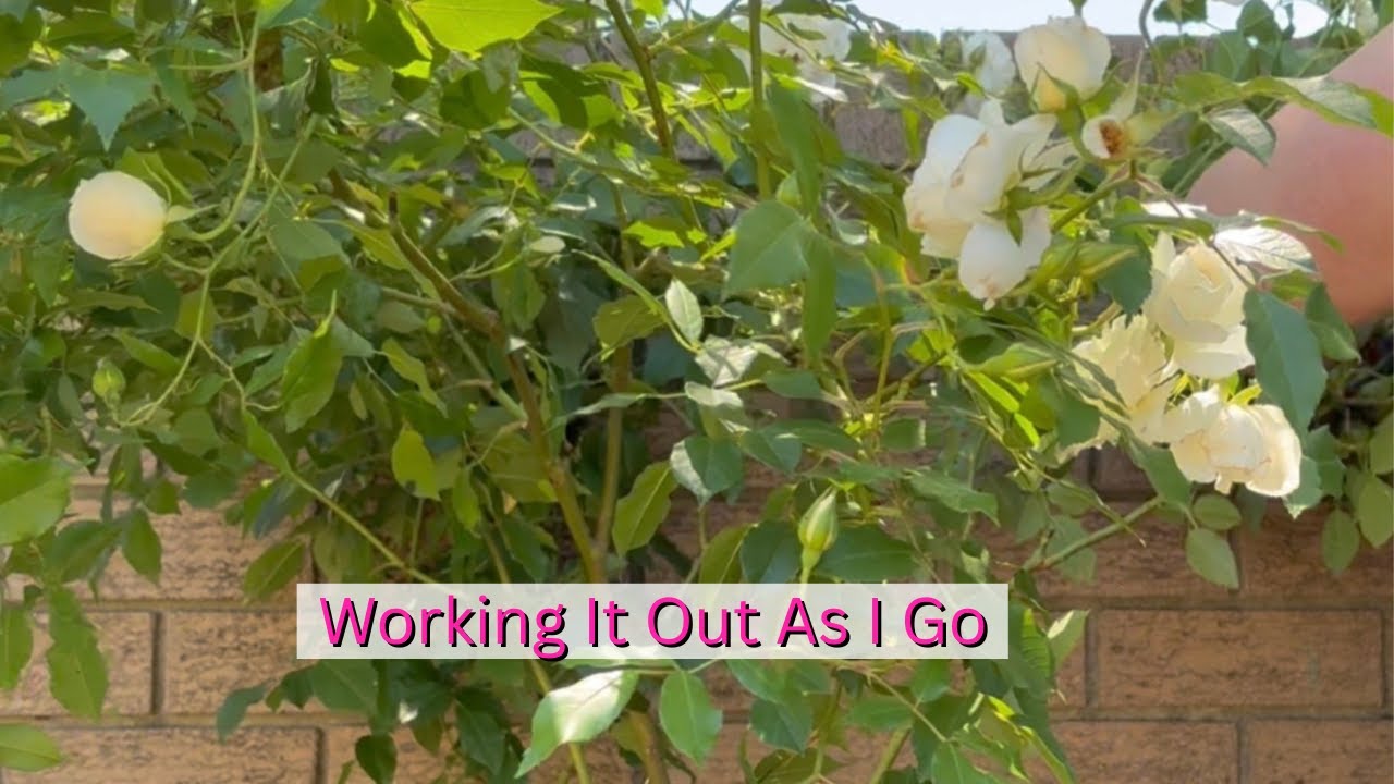🌿🤍Training A White Cluster Rose🌿🤍|  Learning As I Go 🌸