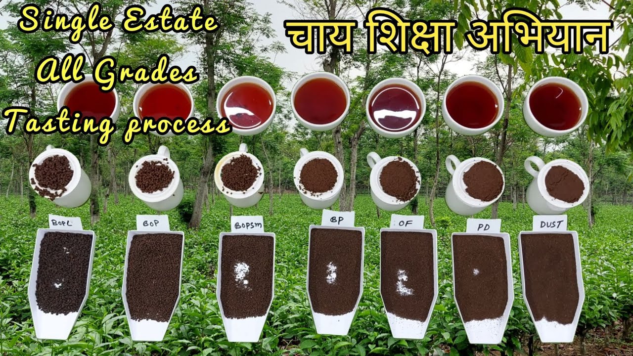 Basic of CTC Tea Grades Part-4 | सीटीसी चाय ग्रेड की मूल बातें | Chai Guru | चाय गुरु
