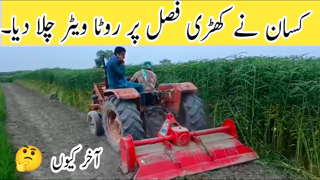 Best way to add Organic matter in the soil | Green Manuring of Jantar