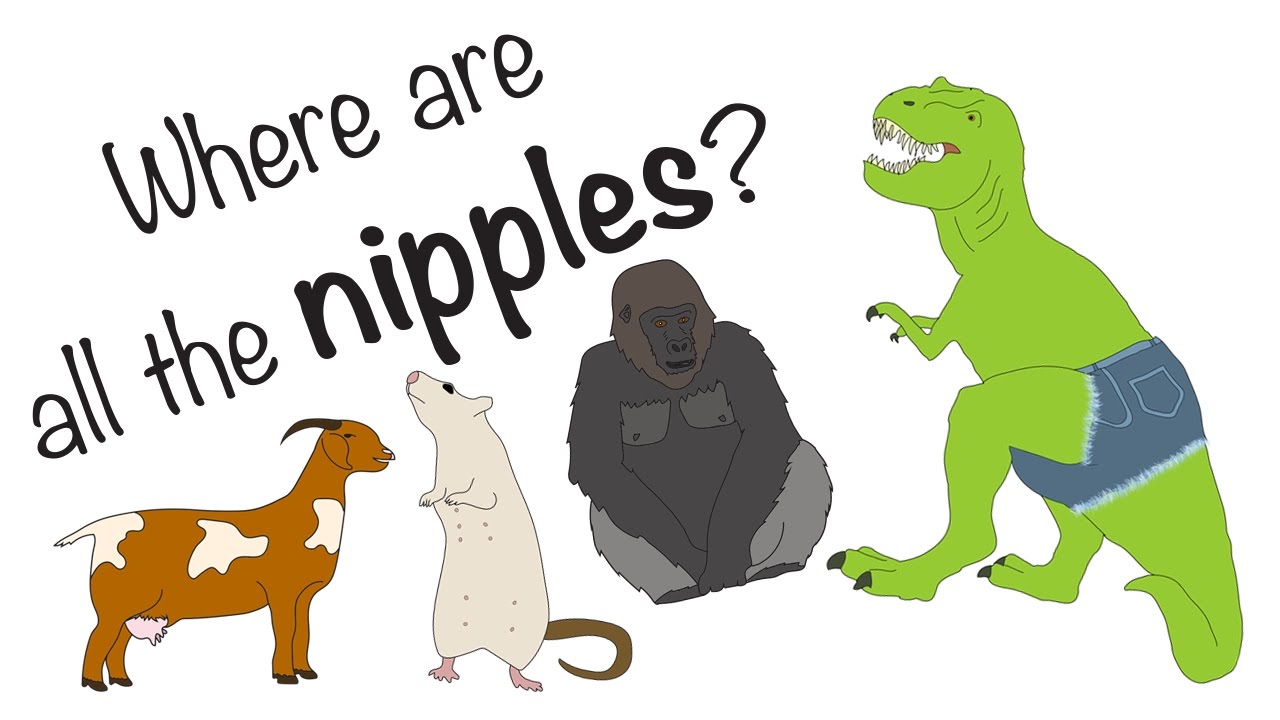 Sexy Science Shorts &ndash; Nipples Uncovered