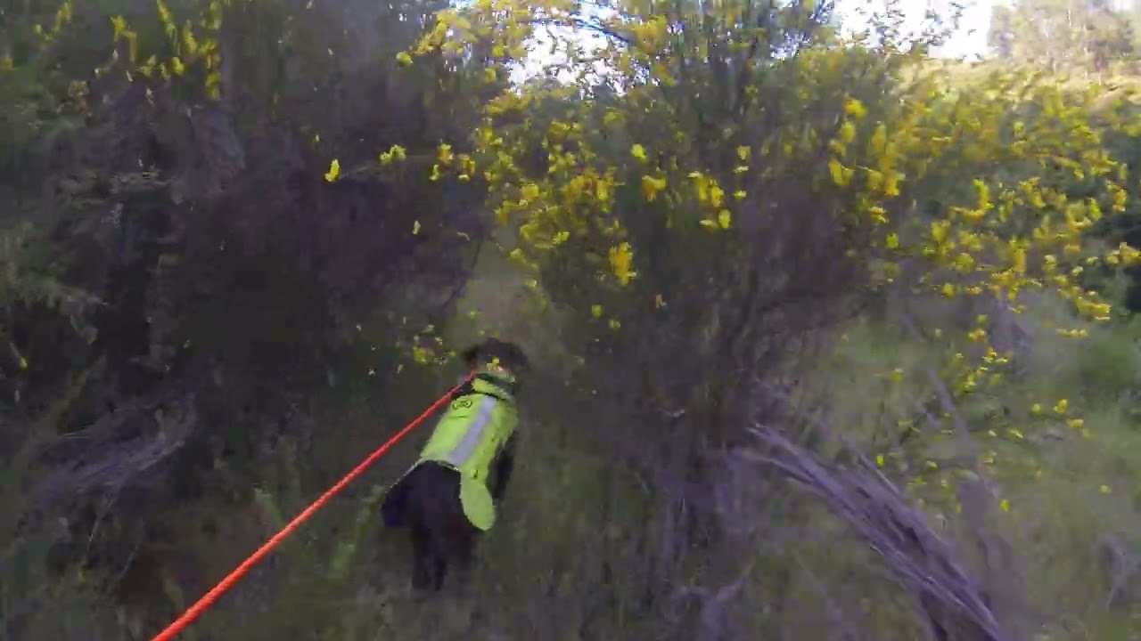 Contrôle sur collision sanglier