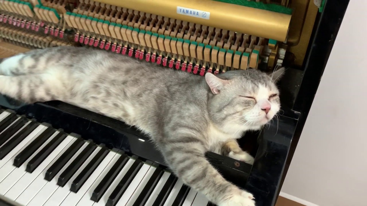 Within you'll reMEOW - Tokyo Square