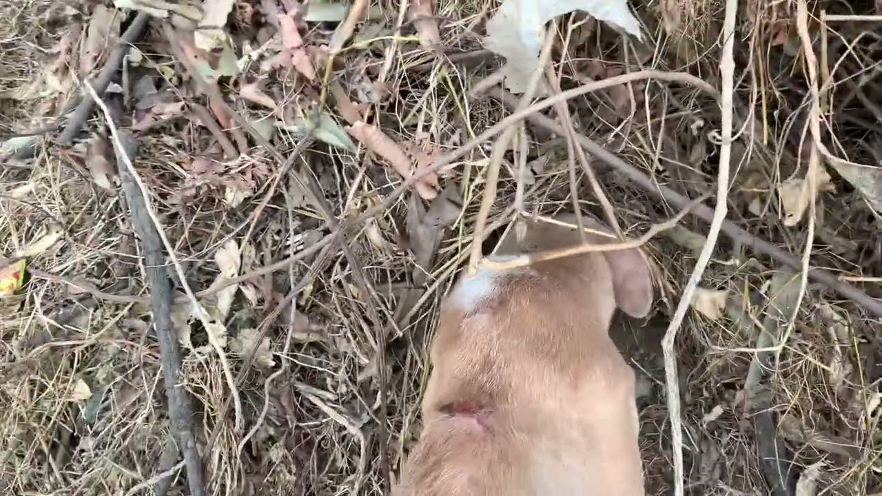 Indian dogs gave birth to puppies inside the bushes #short #dog